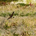 Northern Harrier