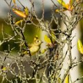 Ruby-crowned Kinglet