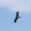 IMG_3774