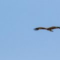 IMG_3782