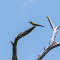 IMG_4393