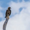 IMG_4459