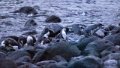 Penguins coming ashore,mp4_1